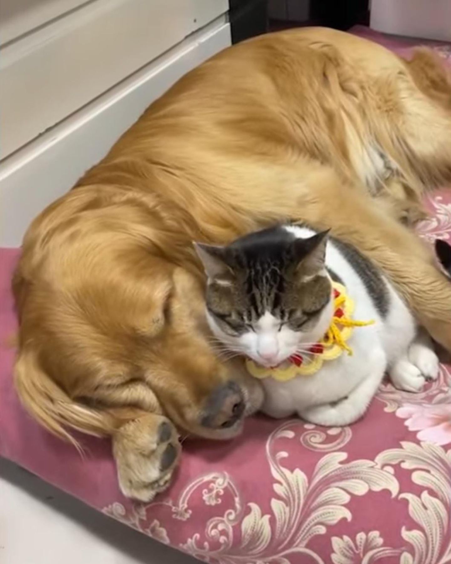 dog hugging a cat