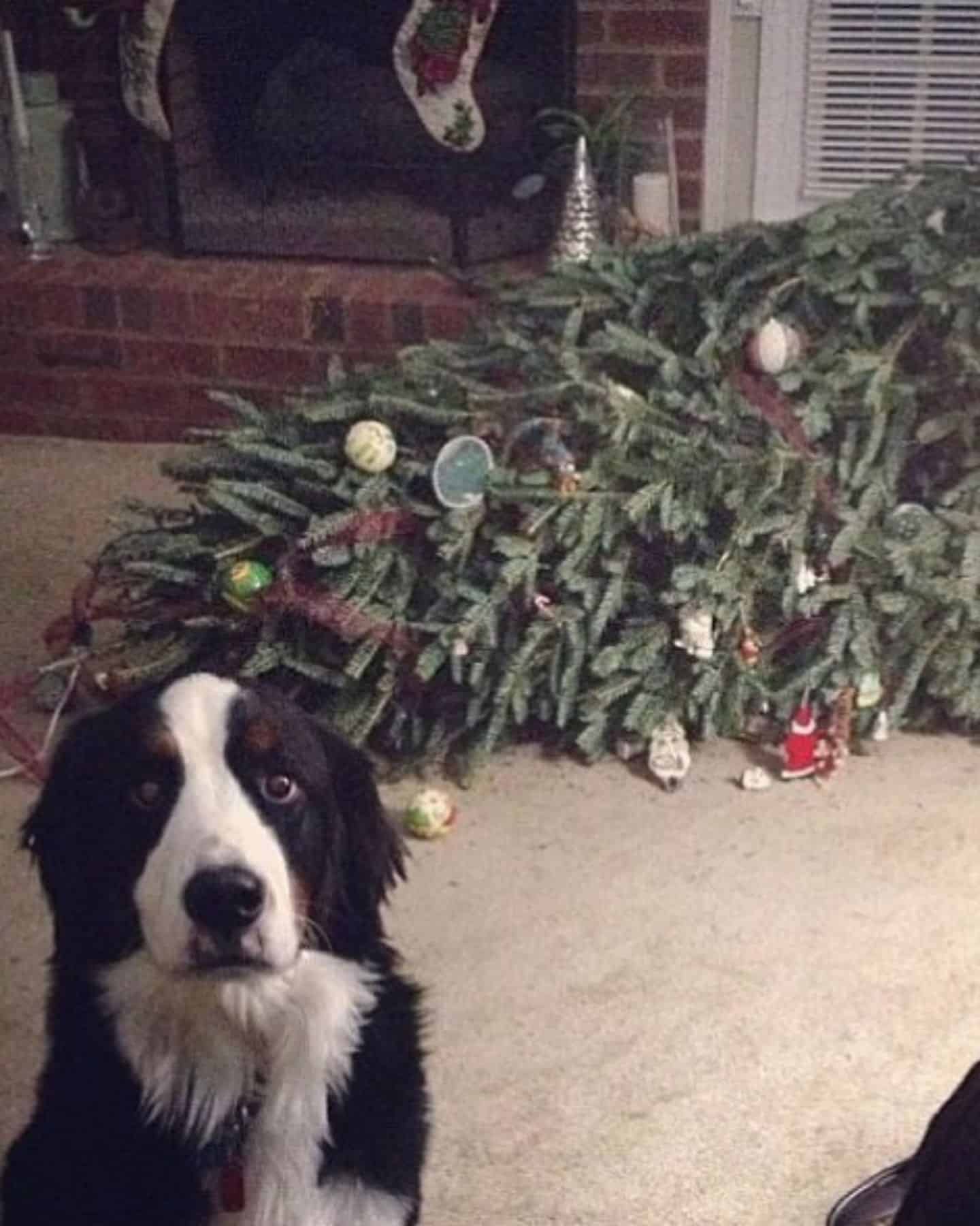 dog sitting next to a fallen christmas tree