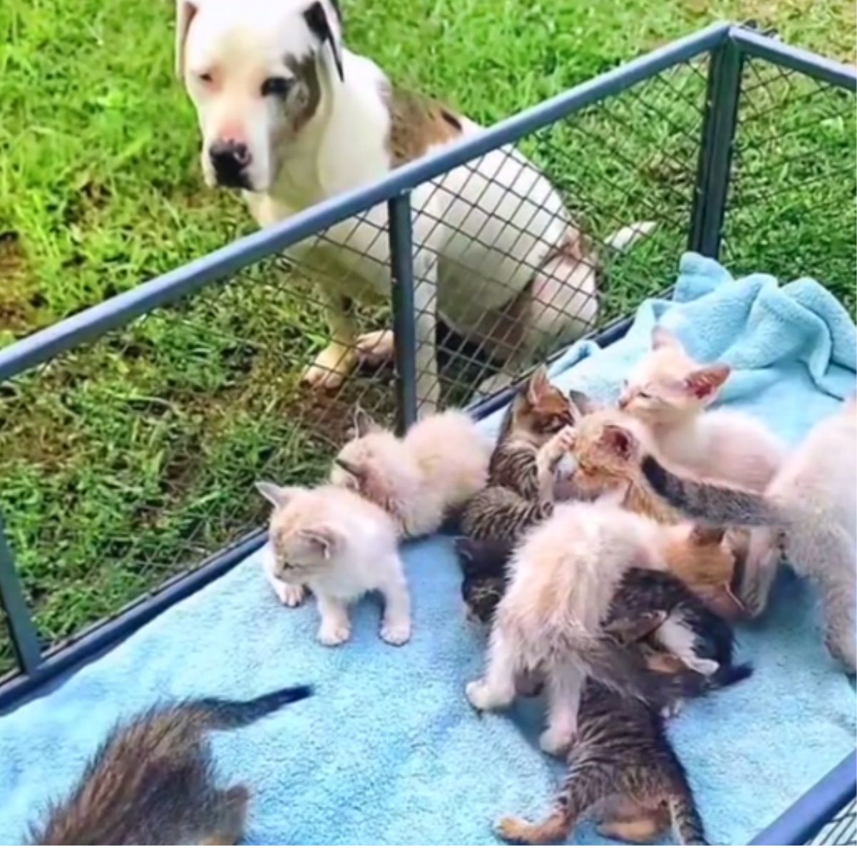 dog sitting next to kittens