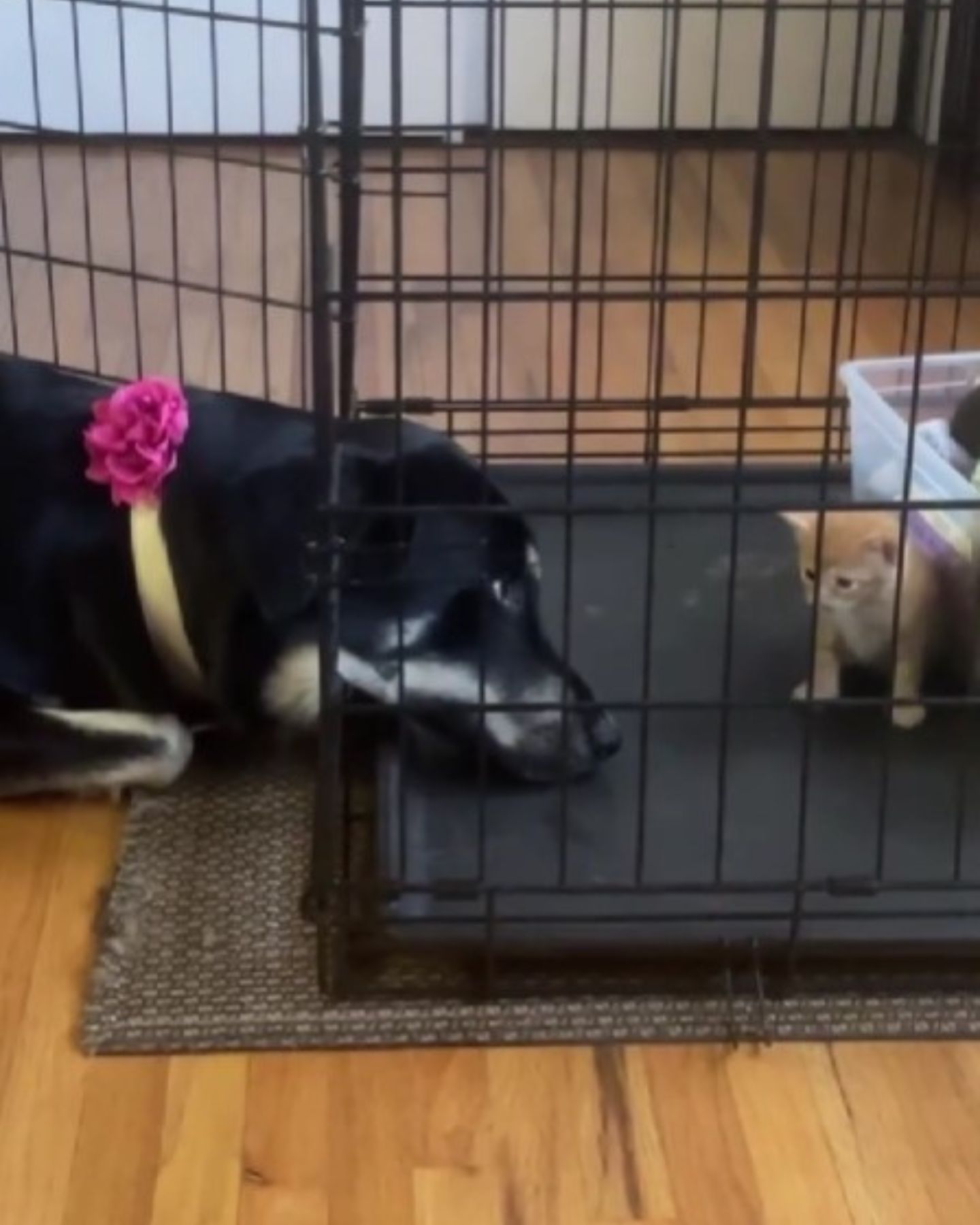 dog sneeking to the cat in cave