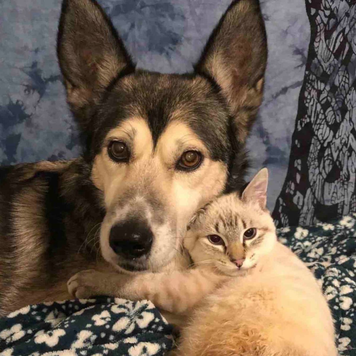 dog with cat in hug