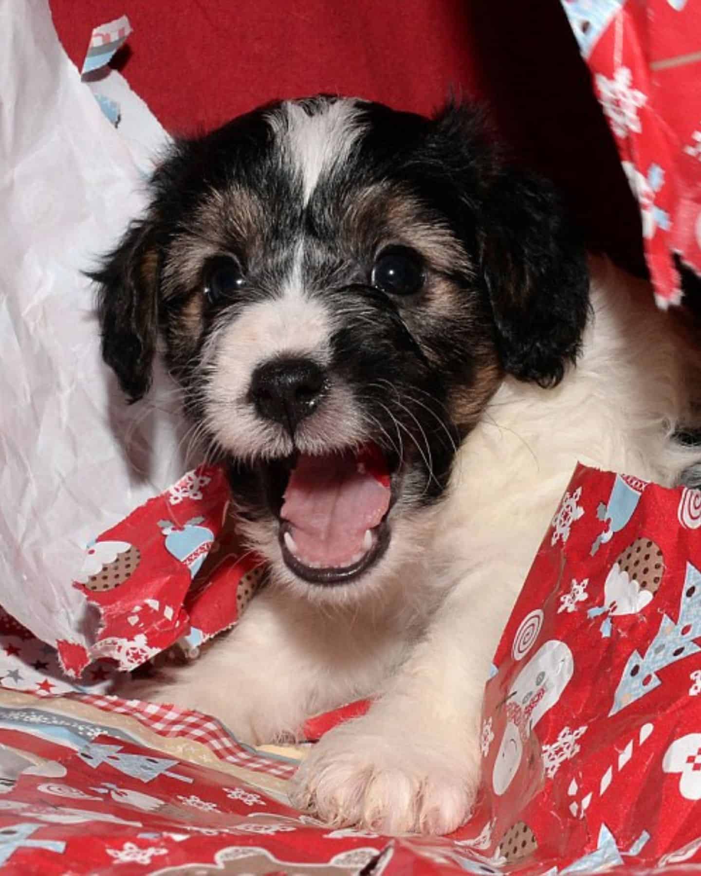 dog with wrapping paper