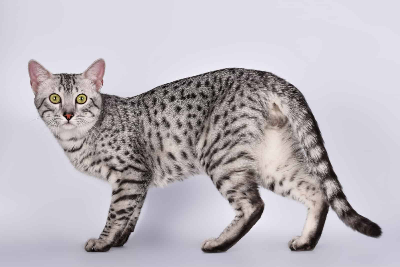 egyptian mau on white background