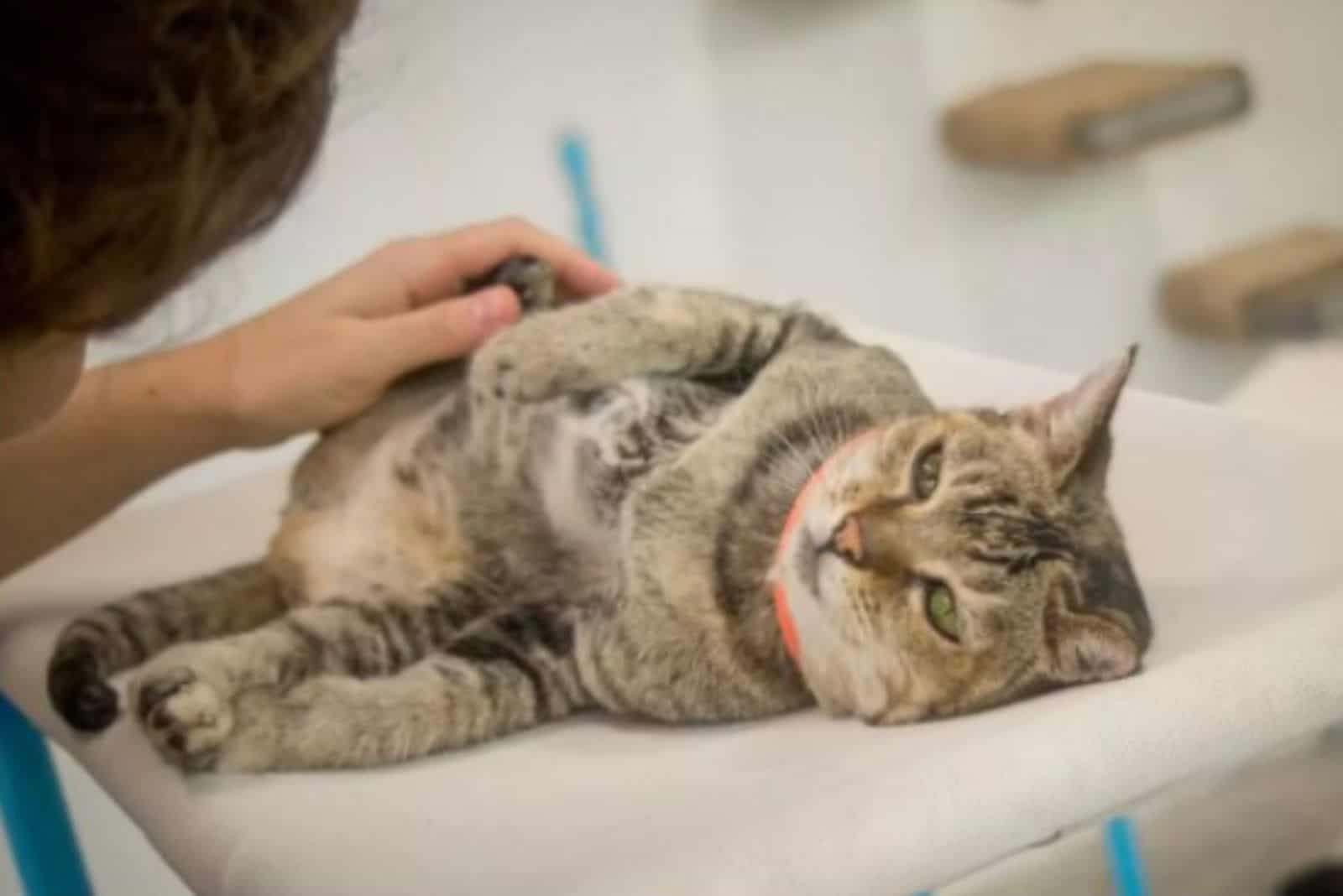 fat cat laying on vet table