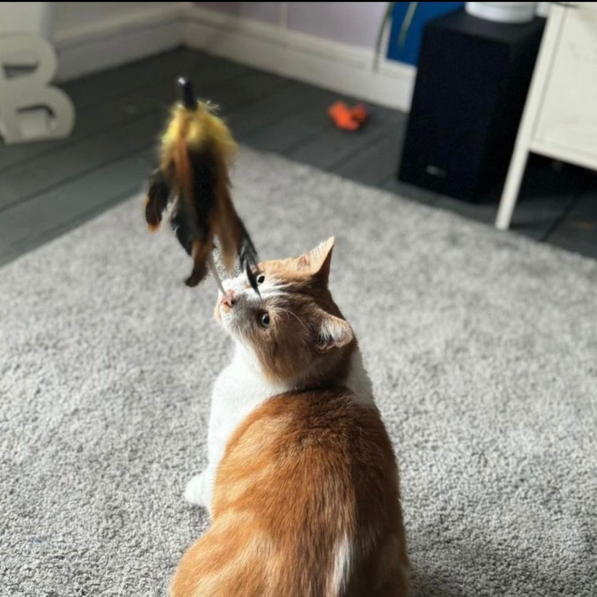 fat cat standing on a rug