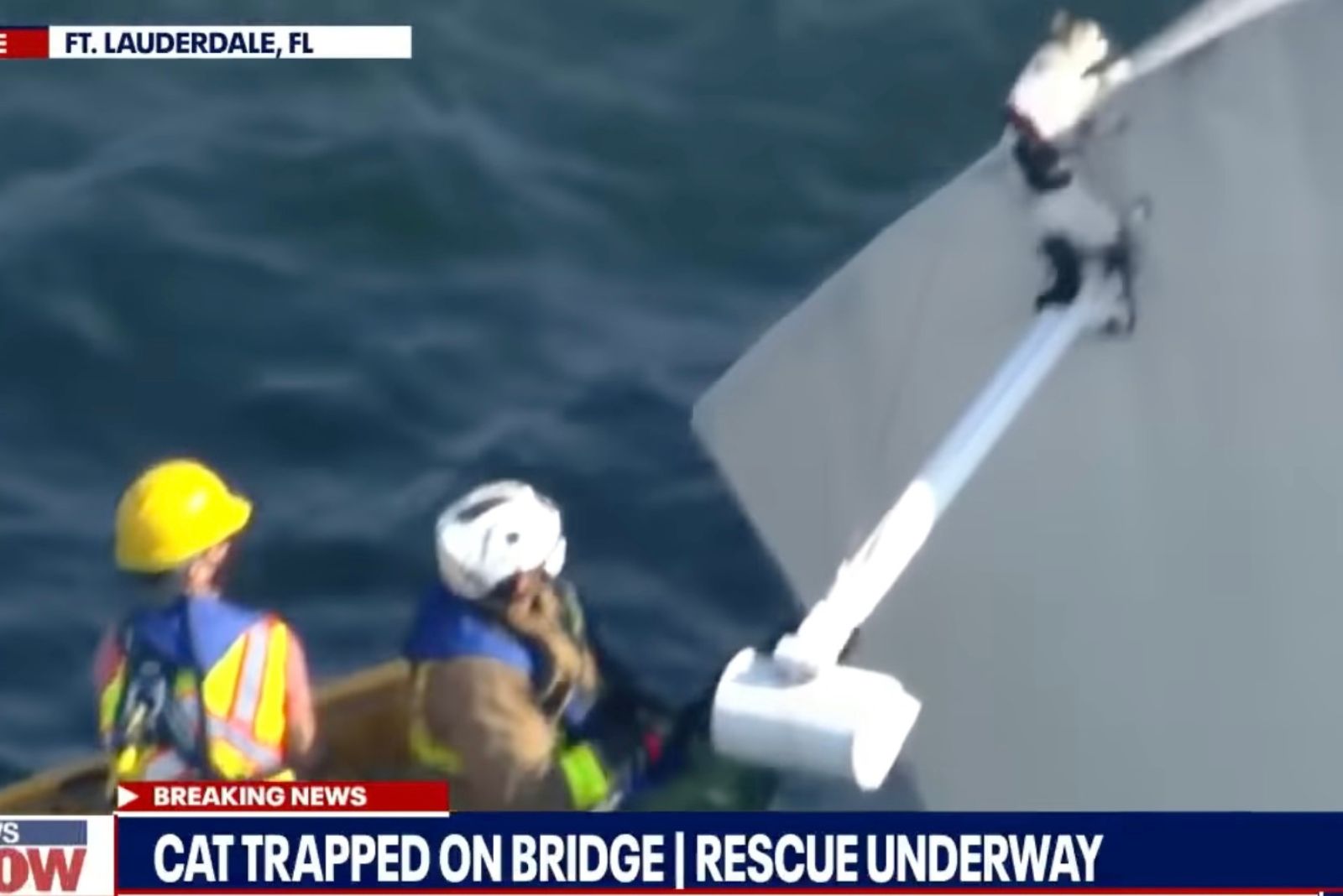 firefighters catching a cat on seaside