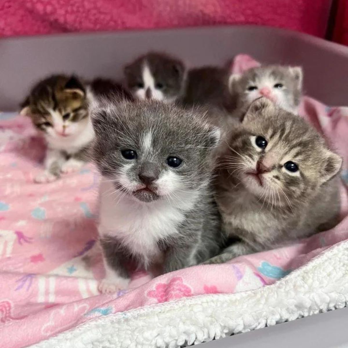 five kittens