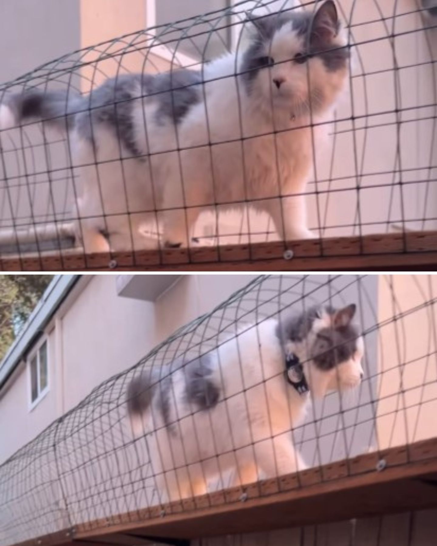 fluffy cat in catwalk