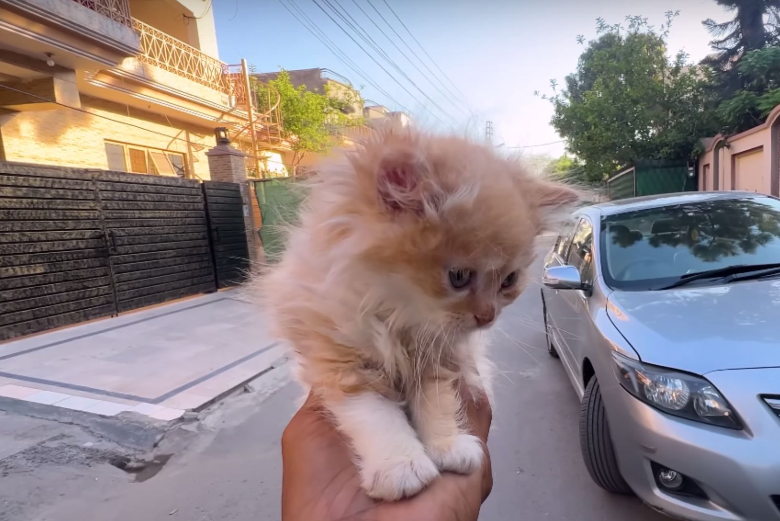 fluffy kitten on hand