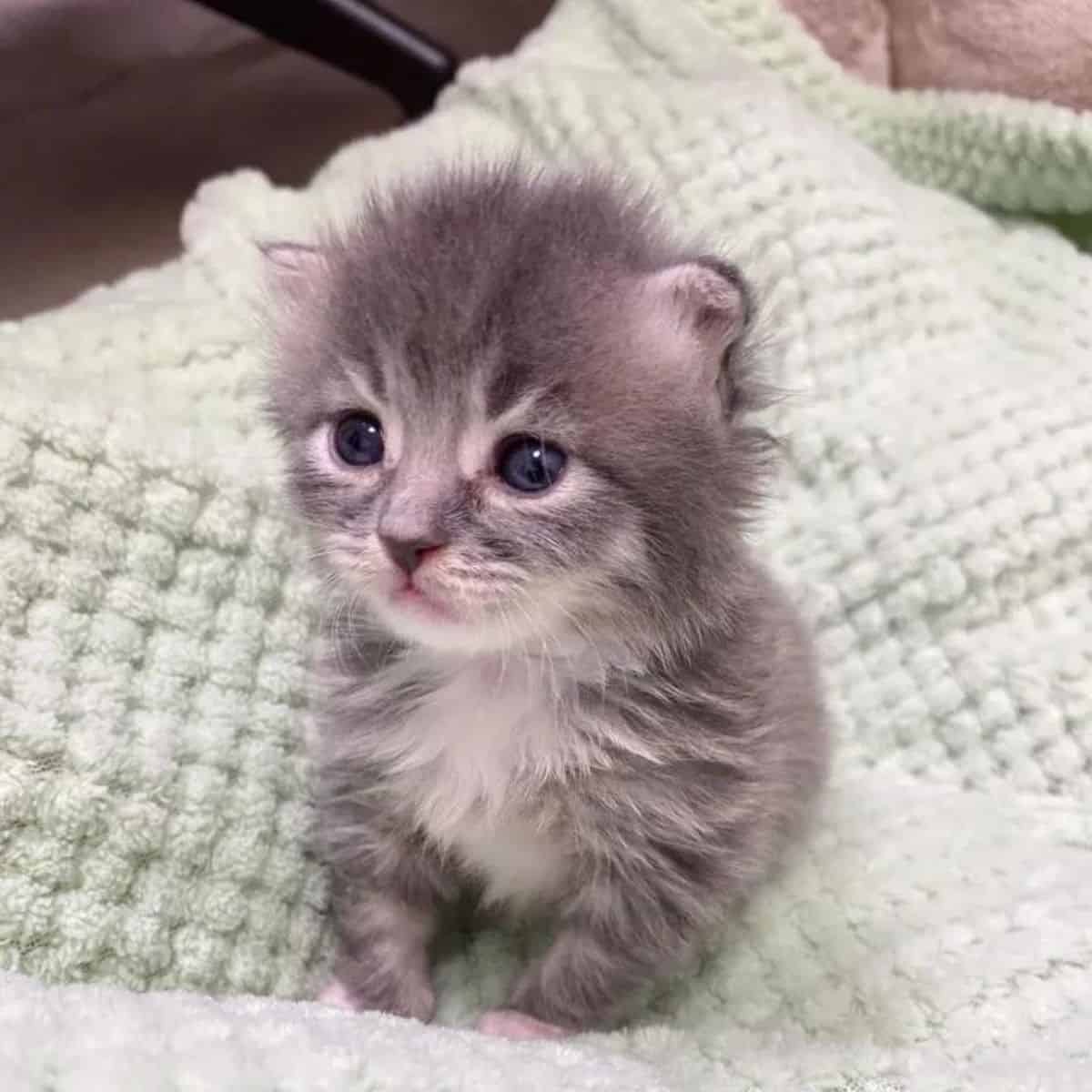 fluffy kitten