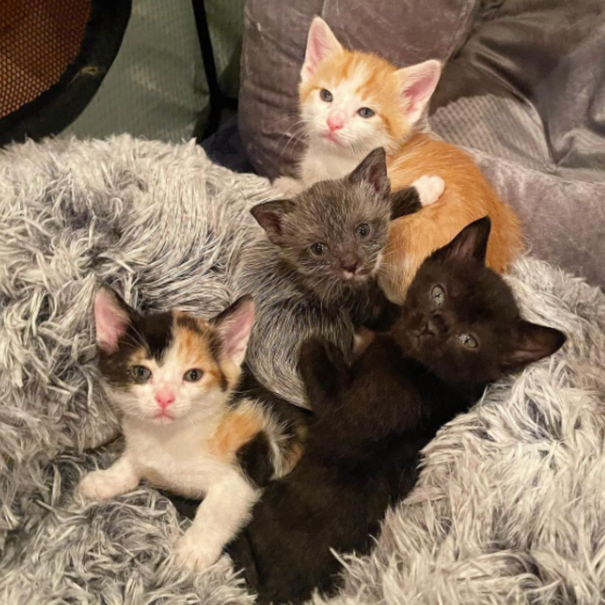 four adorable kittens