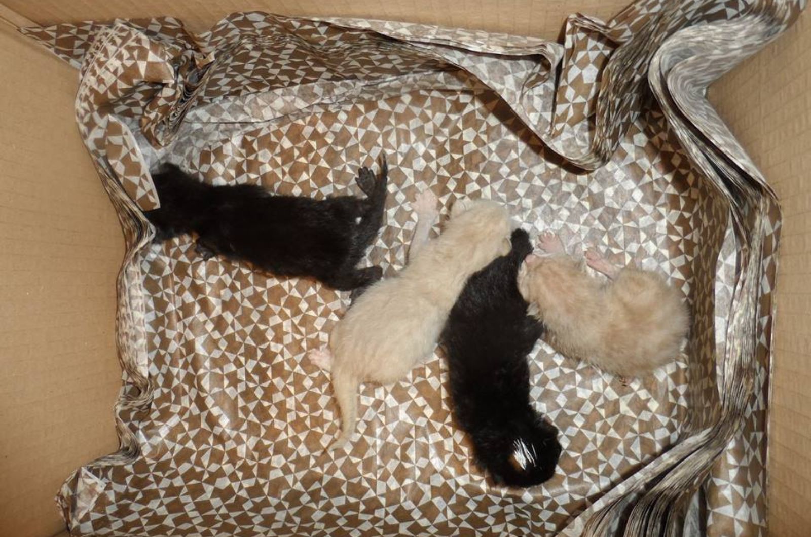 four kittens