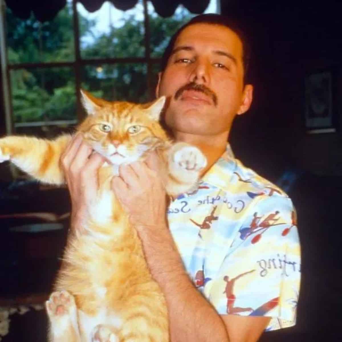 freddie mercury holding a ginger cat