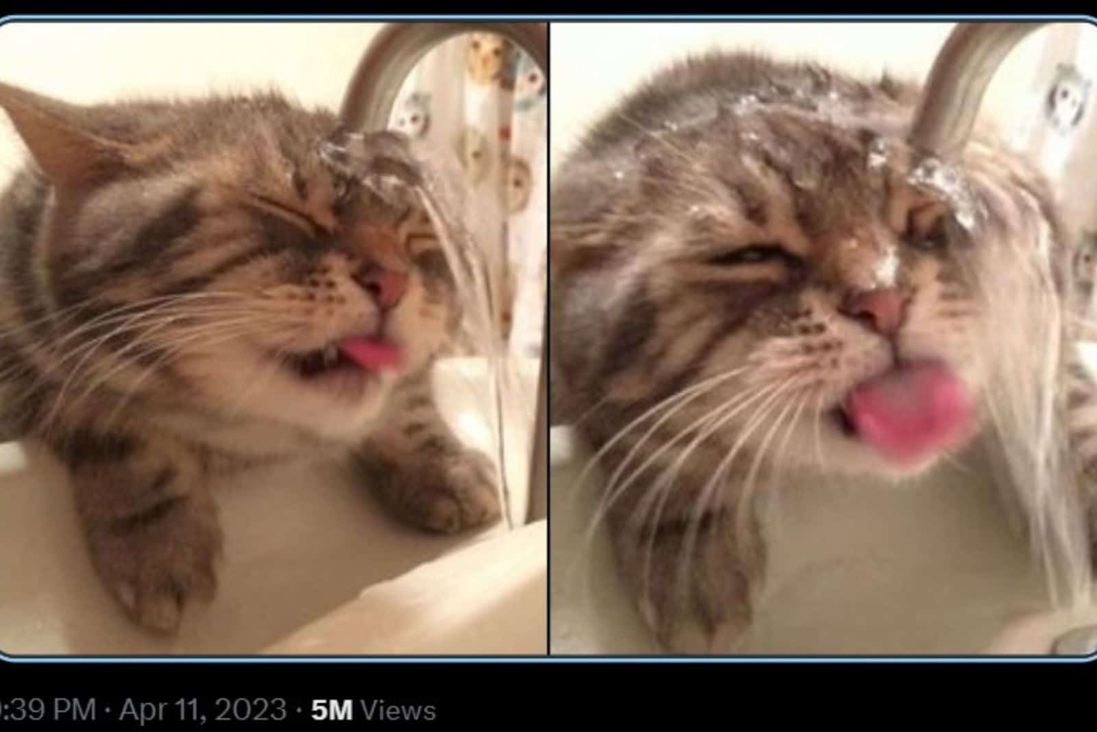 funny cat with tongue out