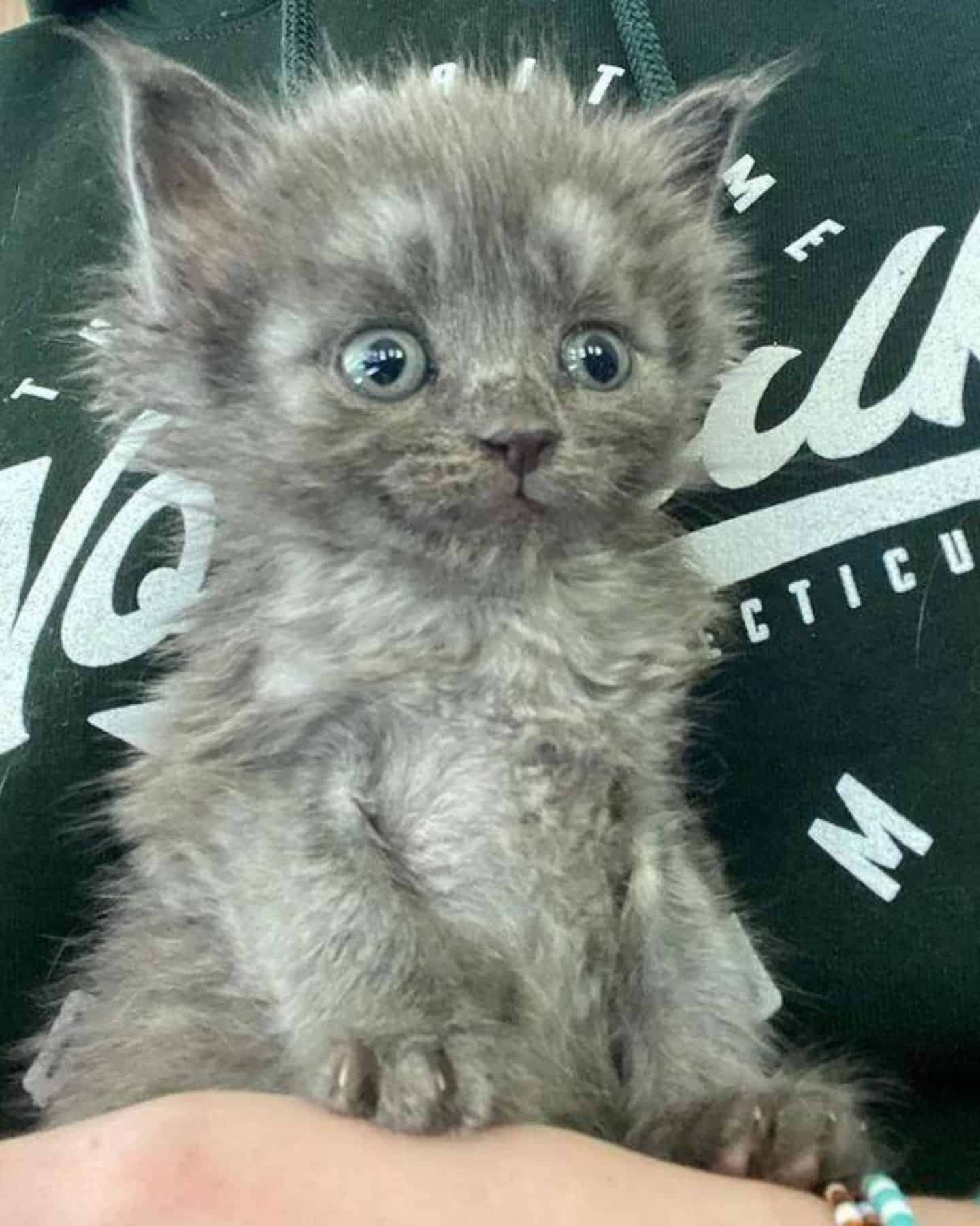 funny grey kitten