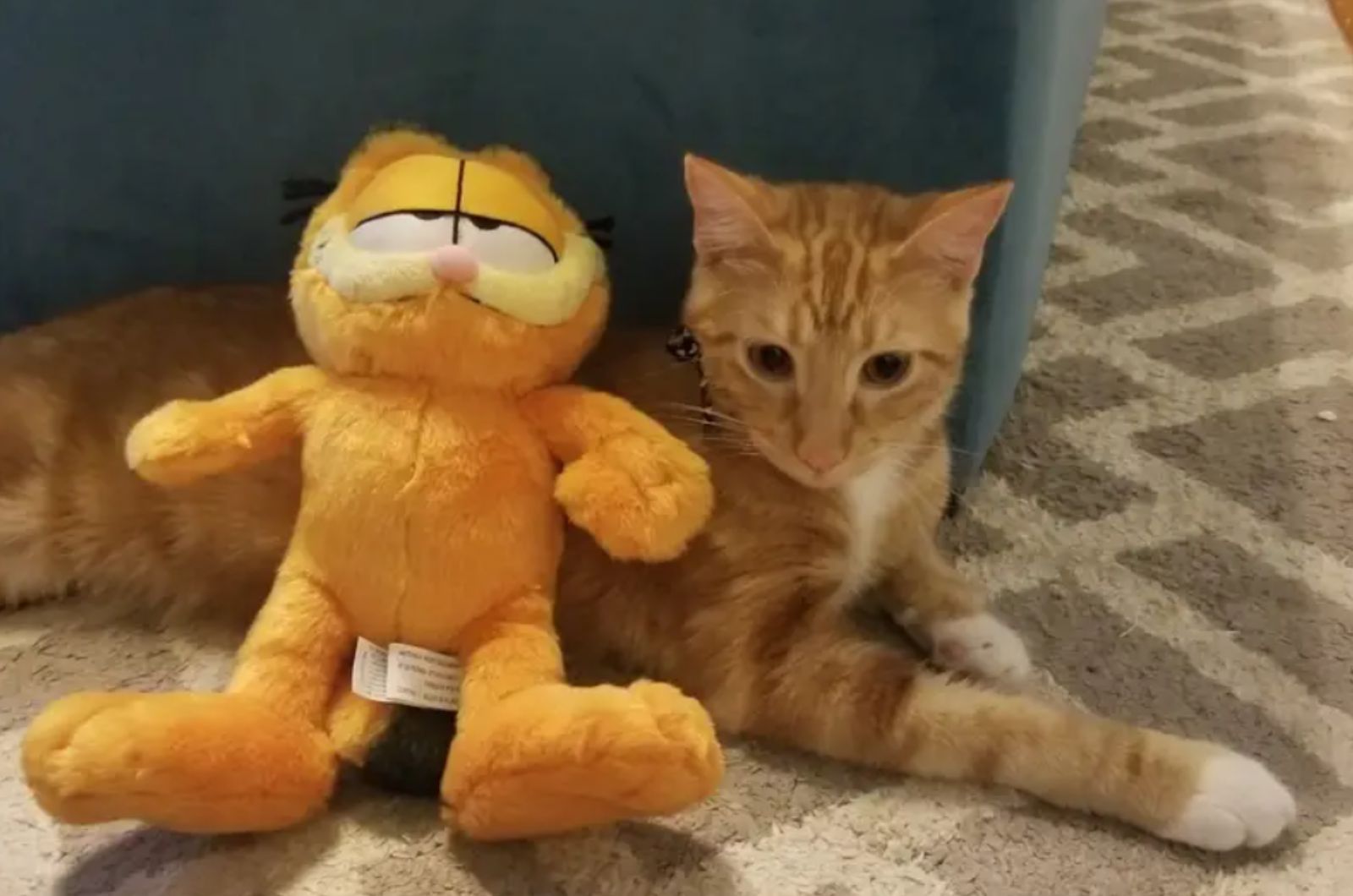 garfield and cat