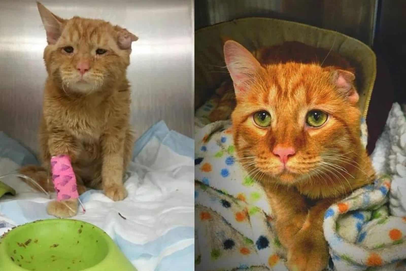 ginger cat Ben before and after adoption