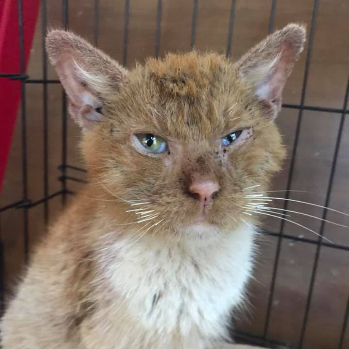 ginger cat in a cat cage