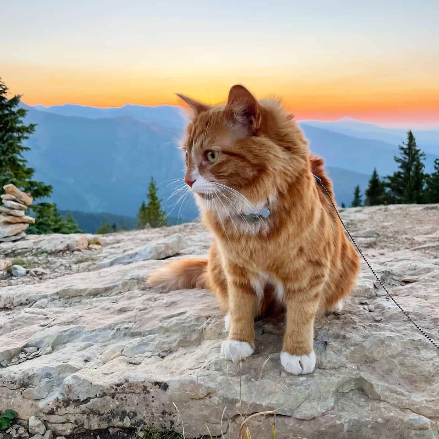 ginger cat in mountain