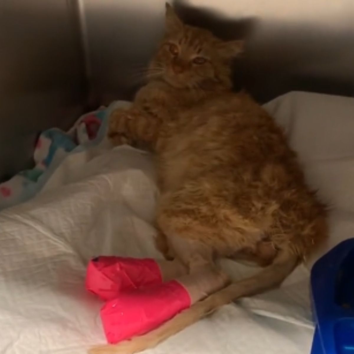 ginger cat laying on her bed