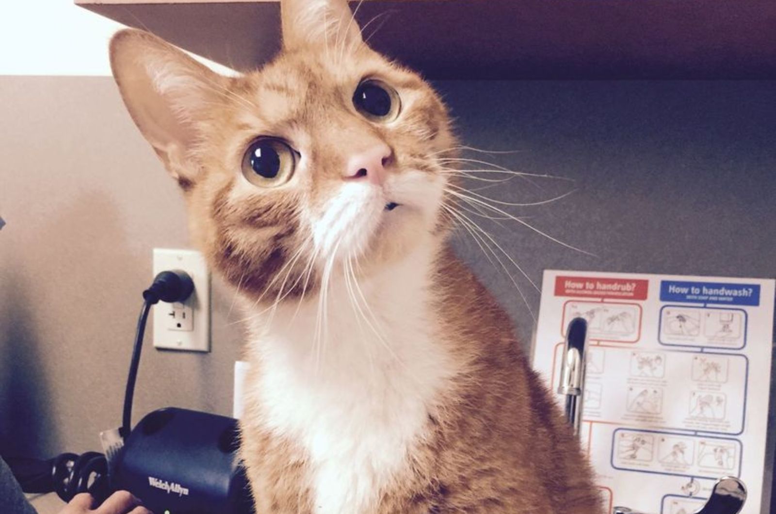 ginger cat looking up