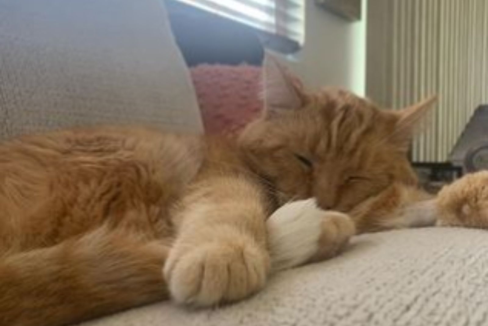 ginger cat on the couch