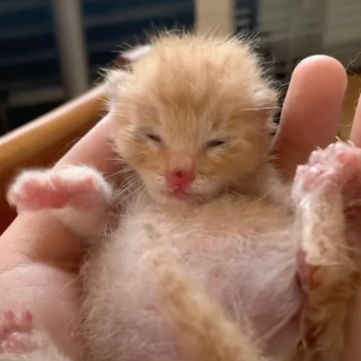 ginger kitten in hand