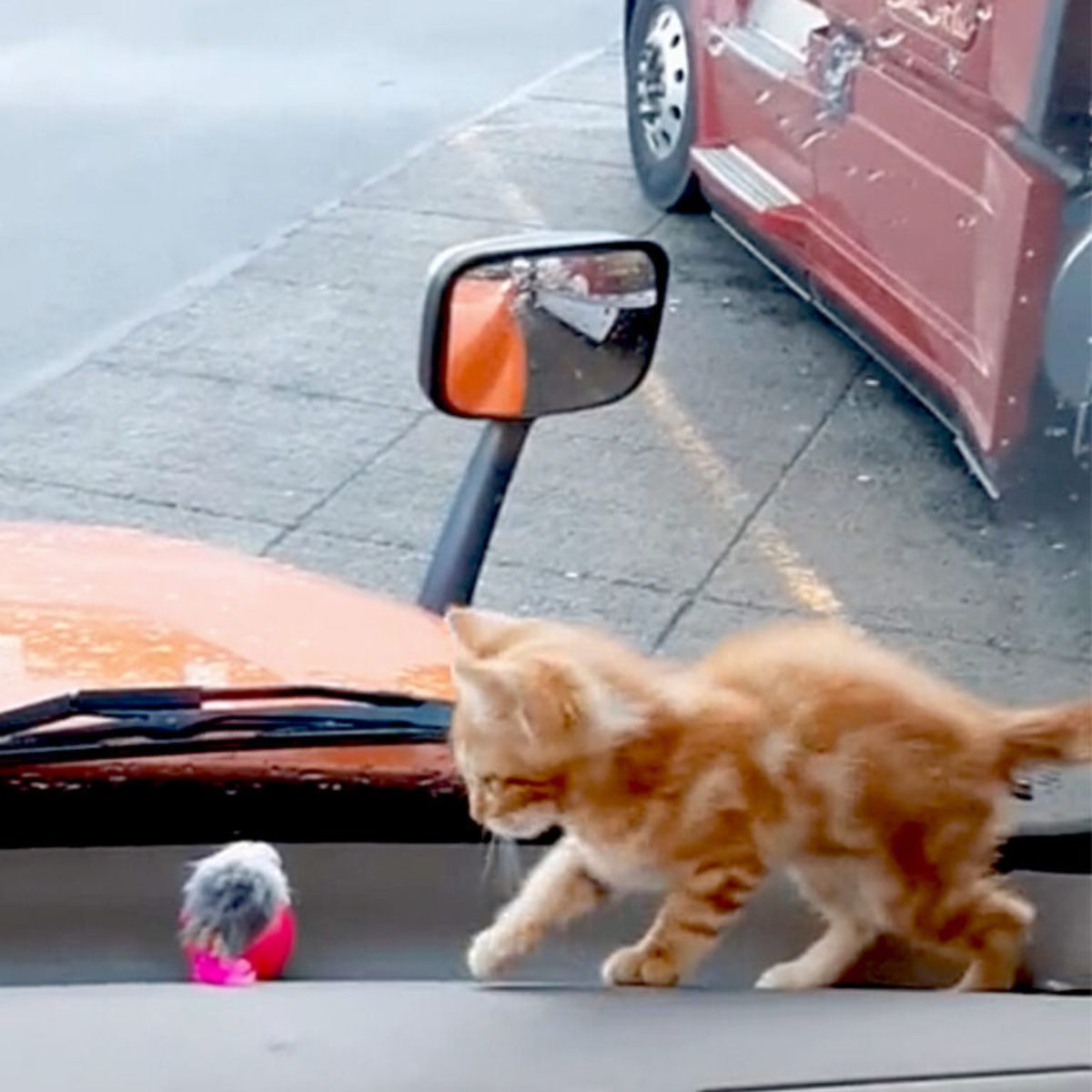 ginger kitten in truck