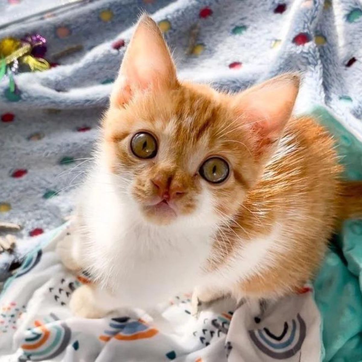 ginger kitten with weird nose