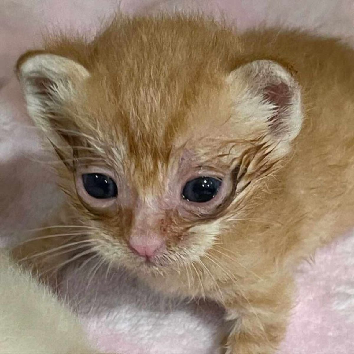 ginger newborn kitten