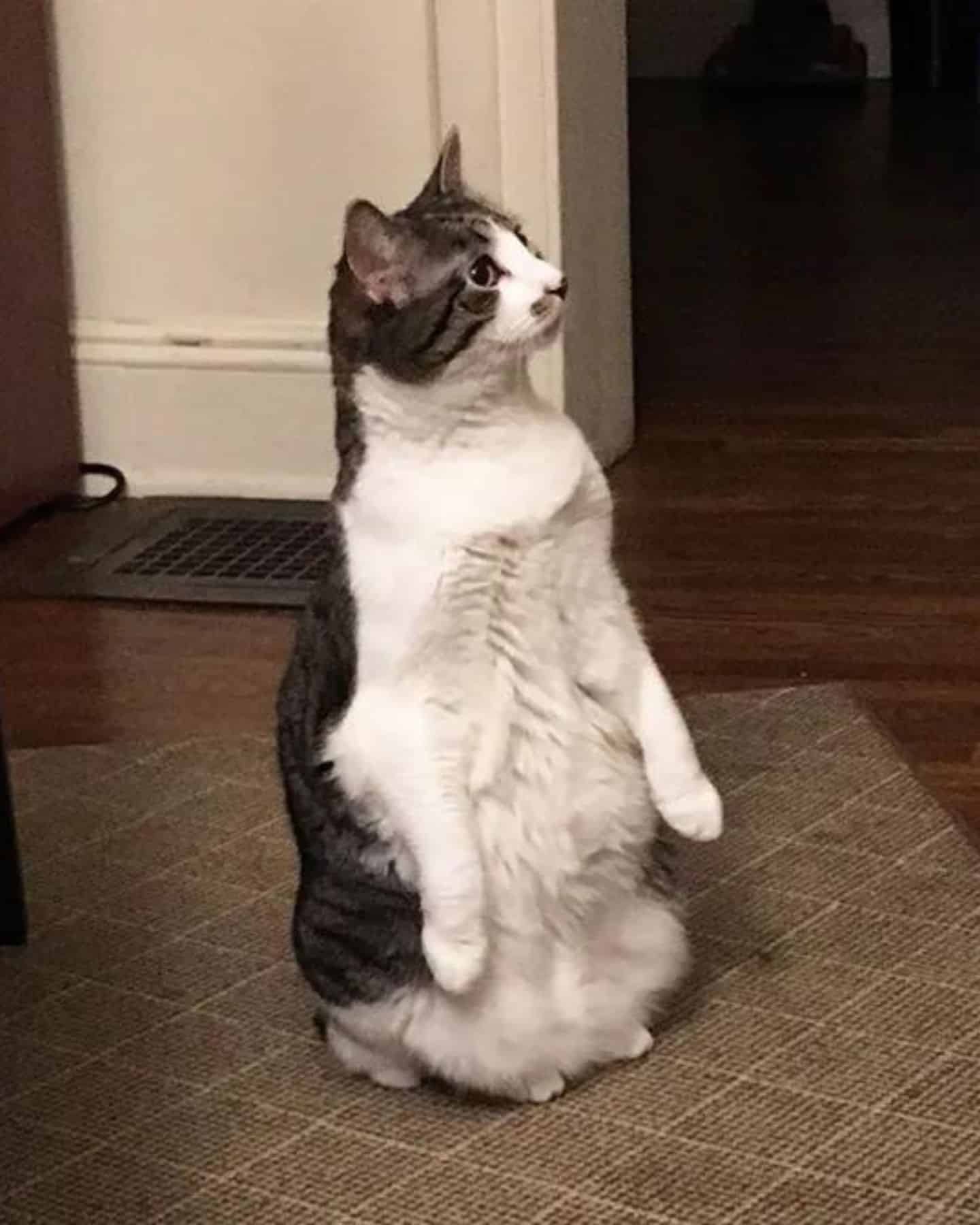 gray and white cat standing