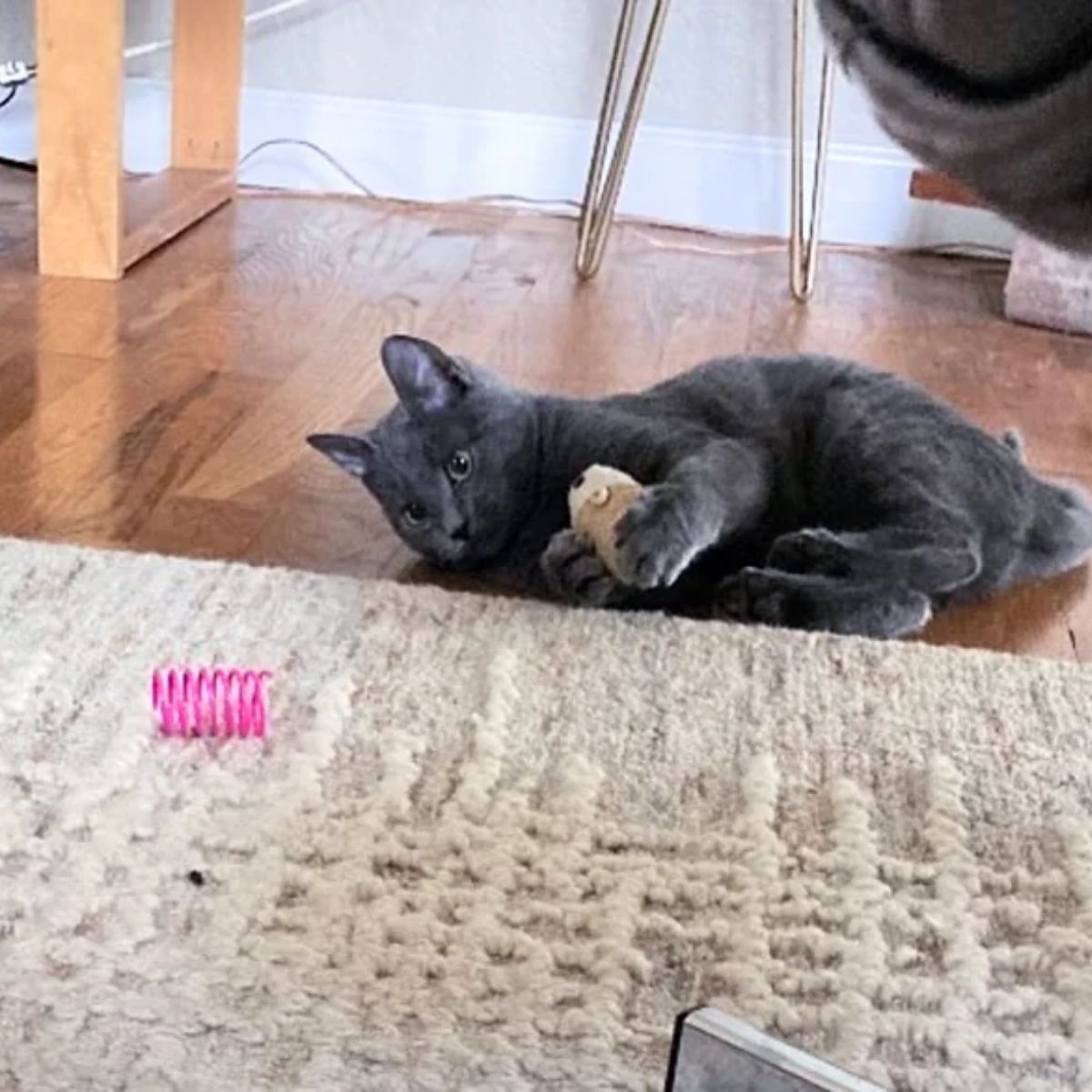 gray cat laying on a floor