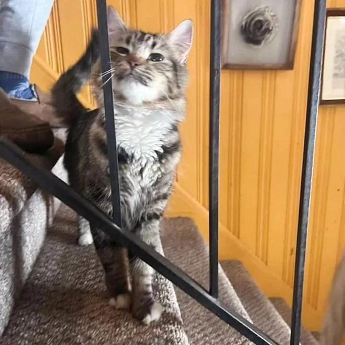 gray cat on a stairs