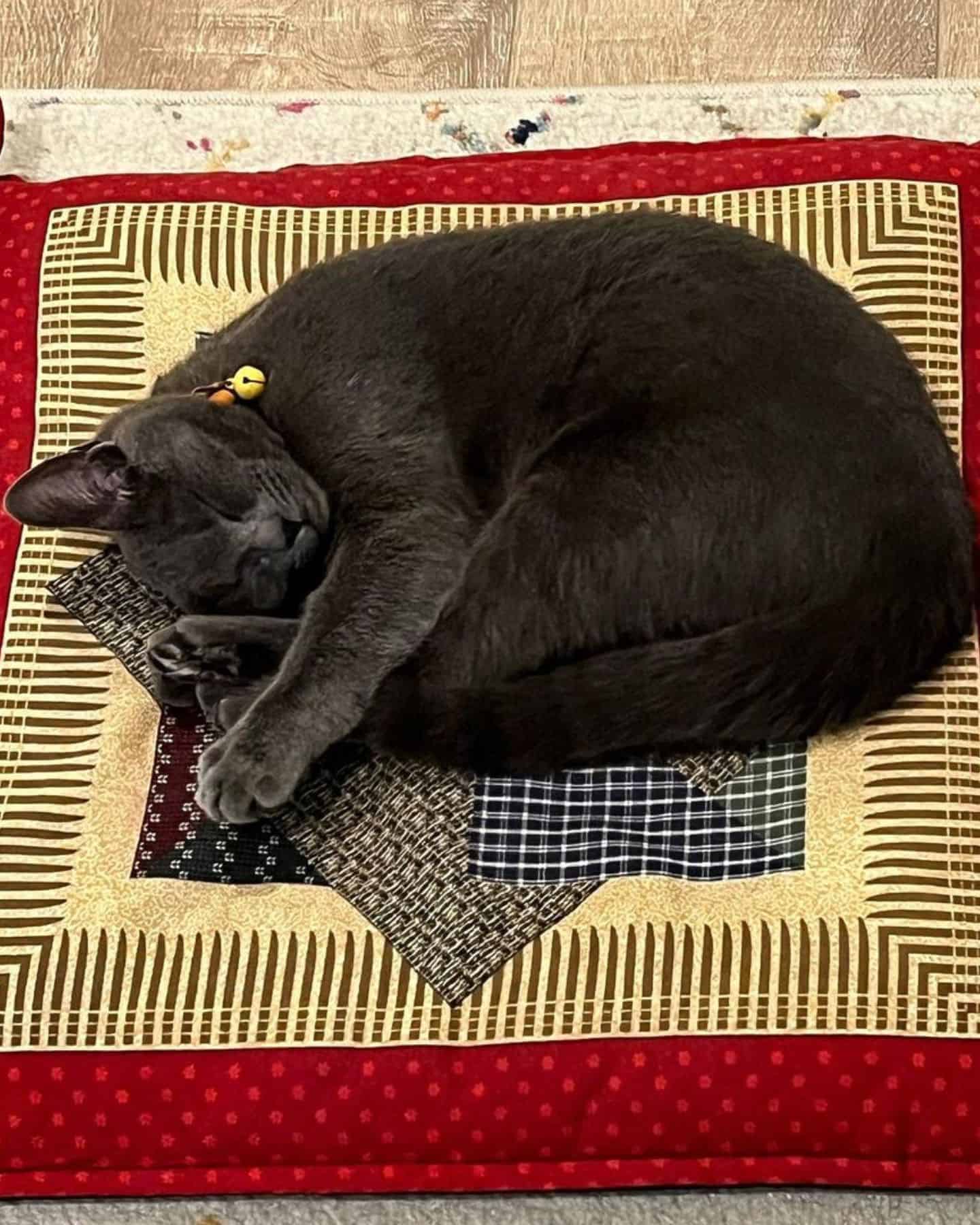 gray cat sleeping curled up on the floor