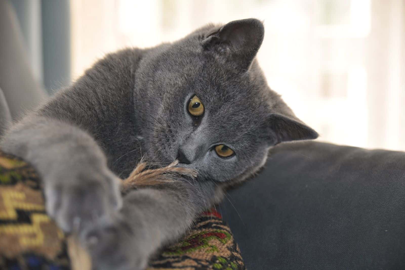 grey cat lying down