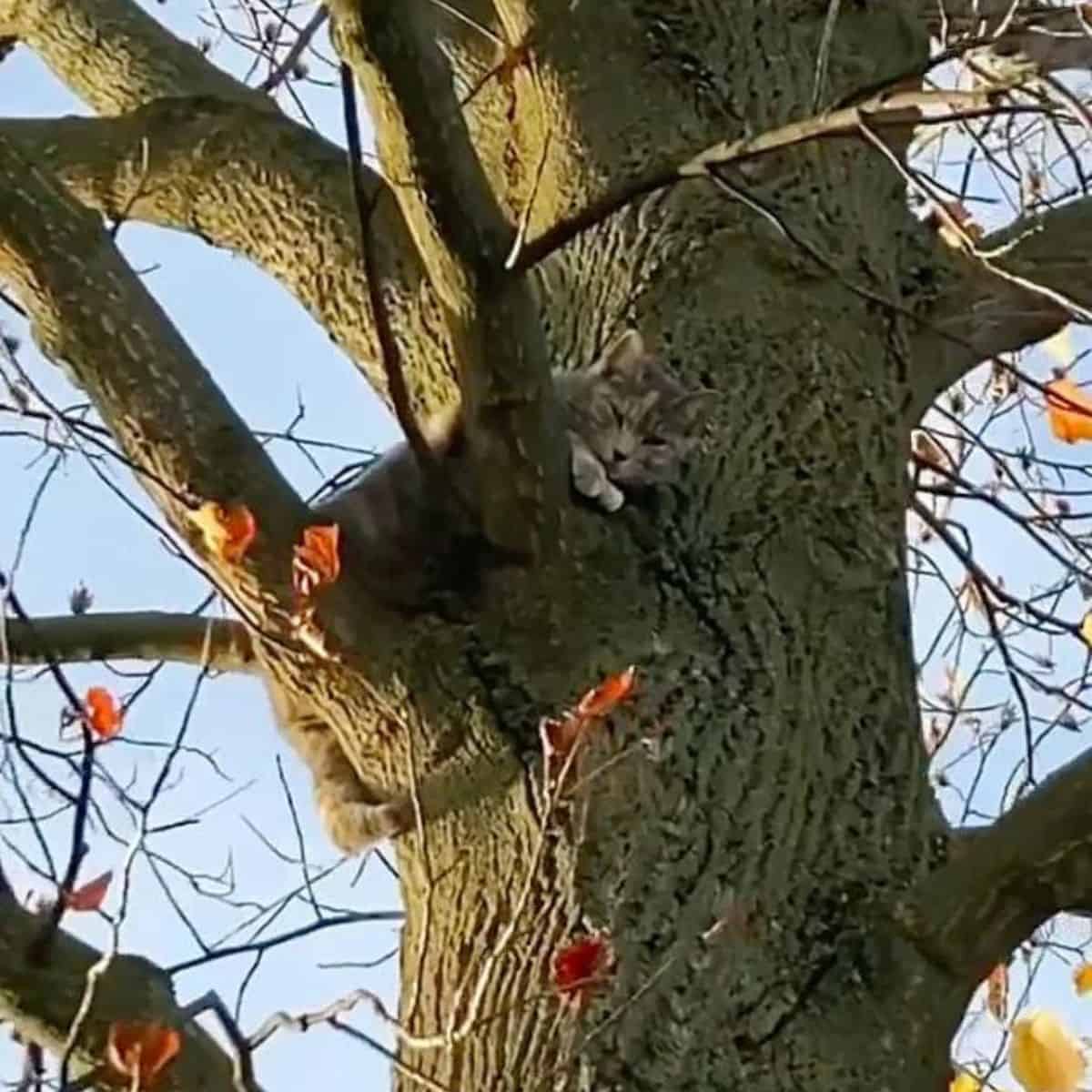 grey cat on a tree