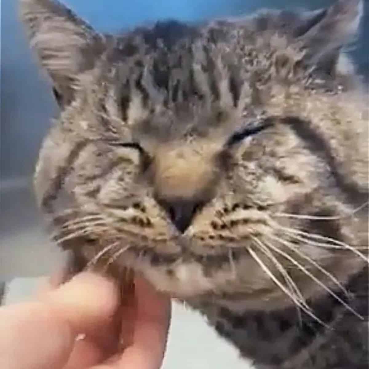 grizzly enjoying pets from his visitors