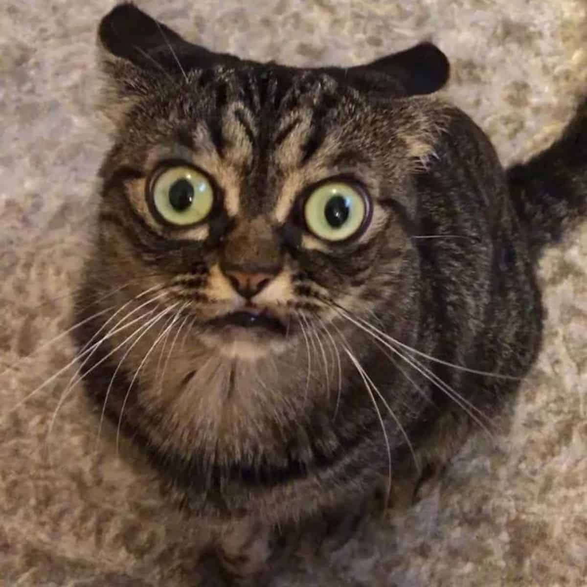 grumpy cat sitting on the carpet