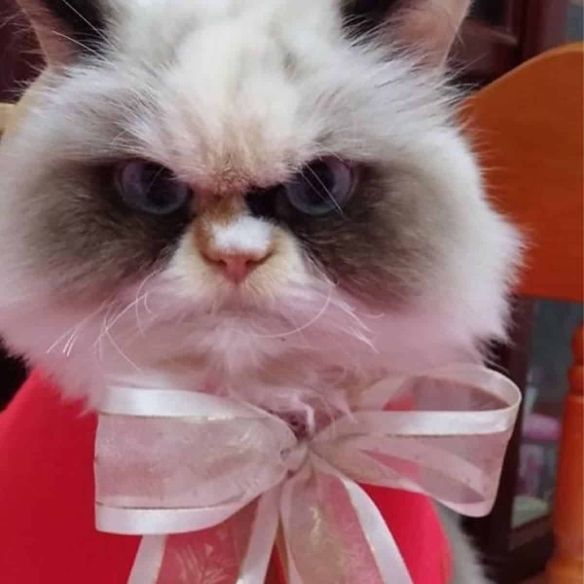 grumpy cat with a bow around its neck