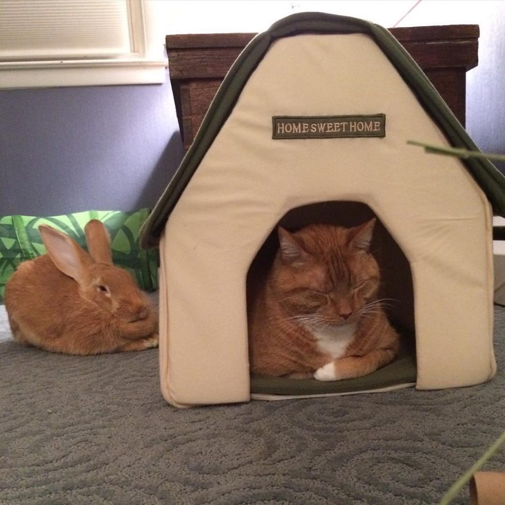 gus the cat napping in a cat house