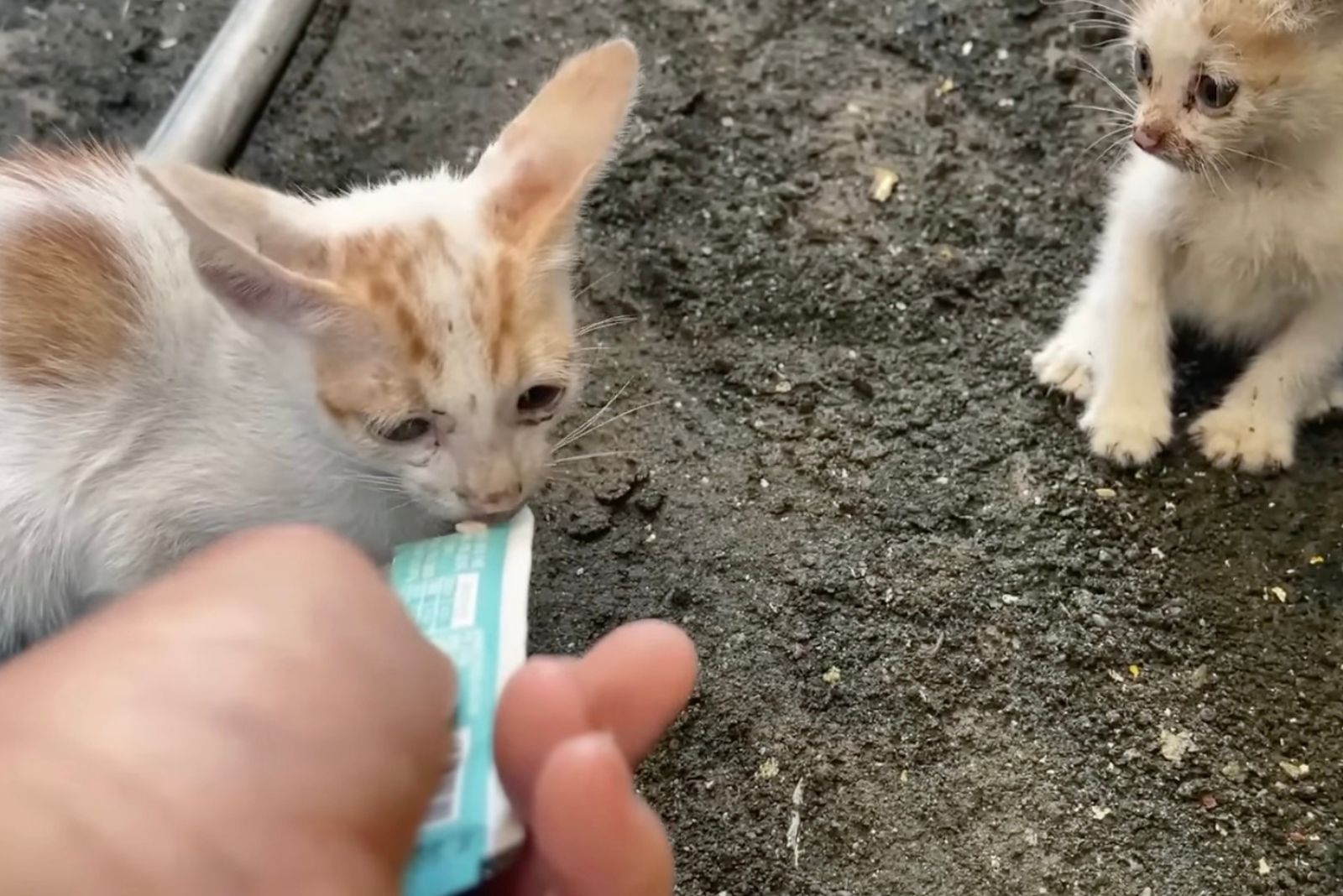 guy helping stray kittens