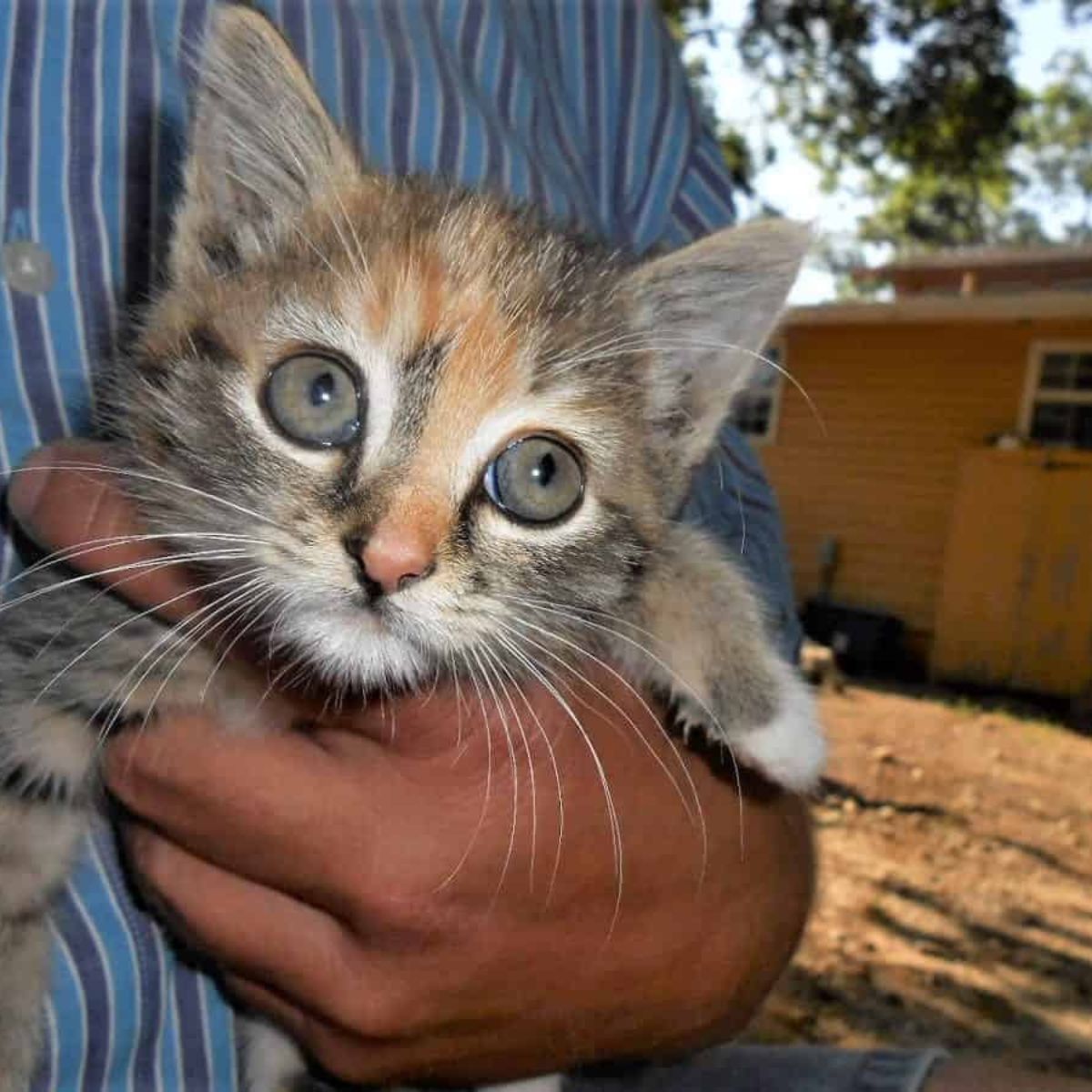 guy holding a cute kitten