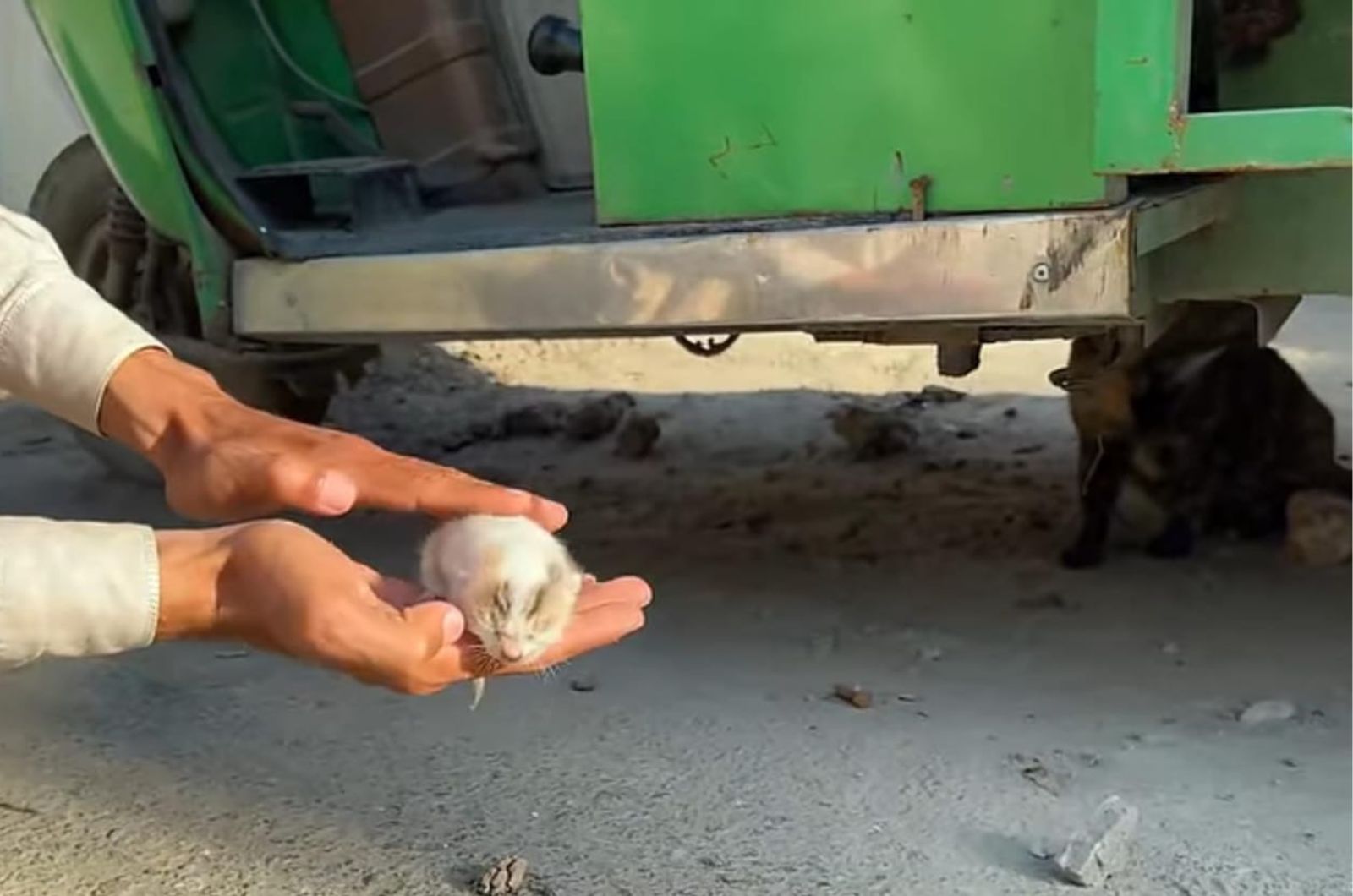 guy holding newborn kitten