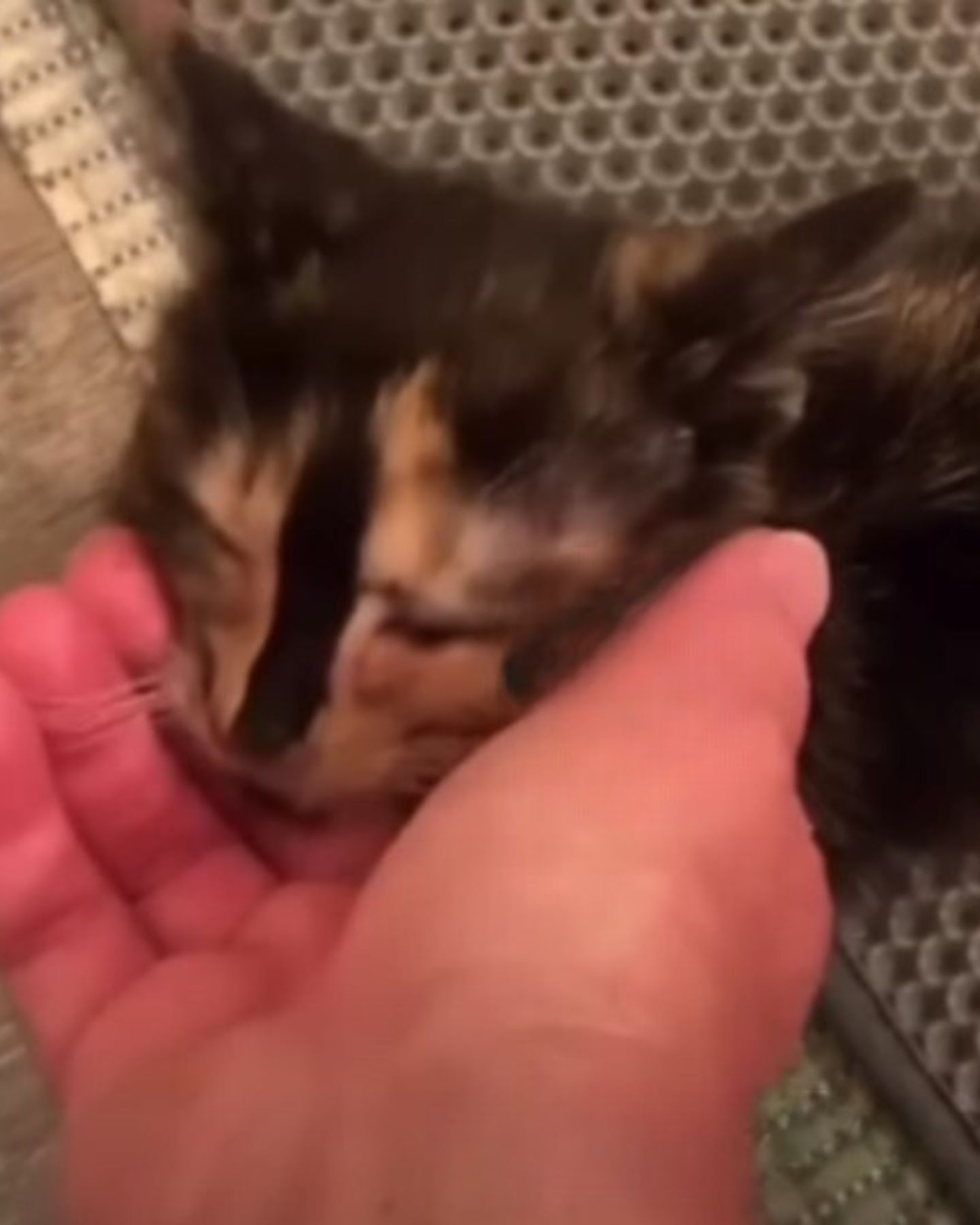 guy petting a cute cat