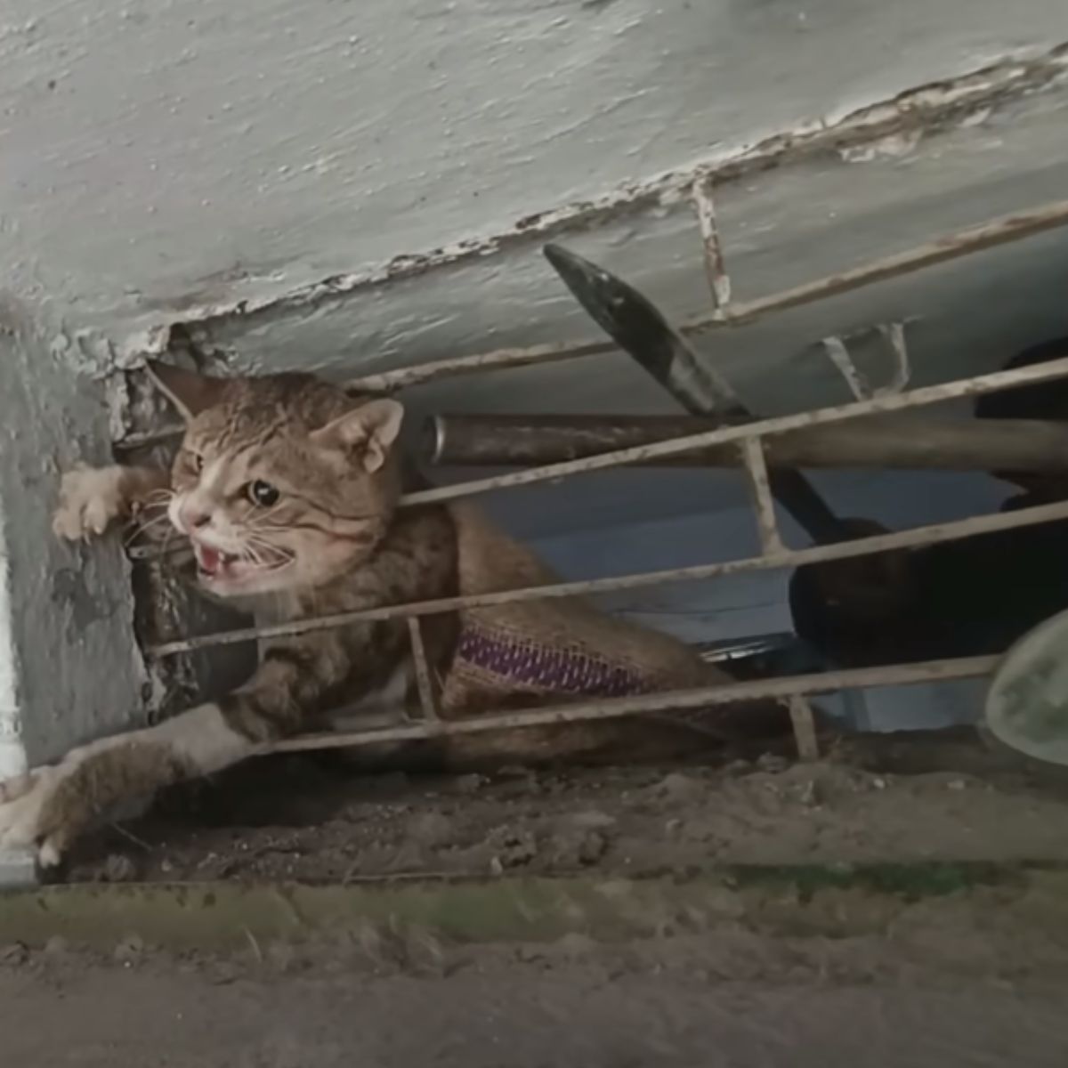 guy with tools helping a cat