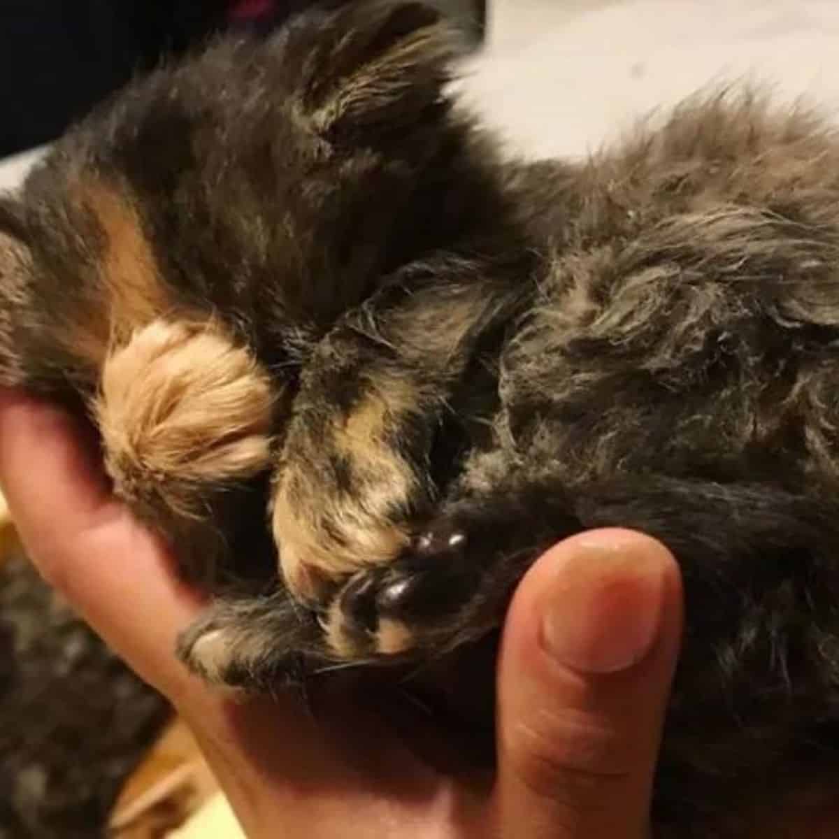 hand holding the kitten