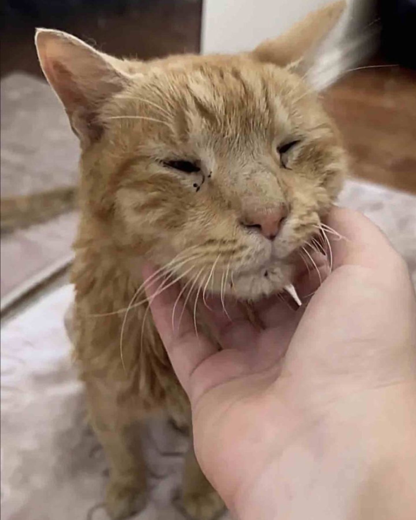 hand petting the cat