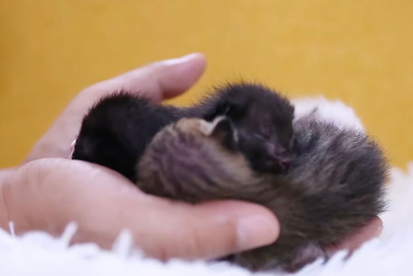 hand holding the kittens