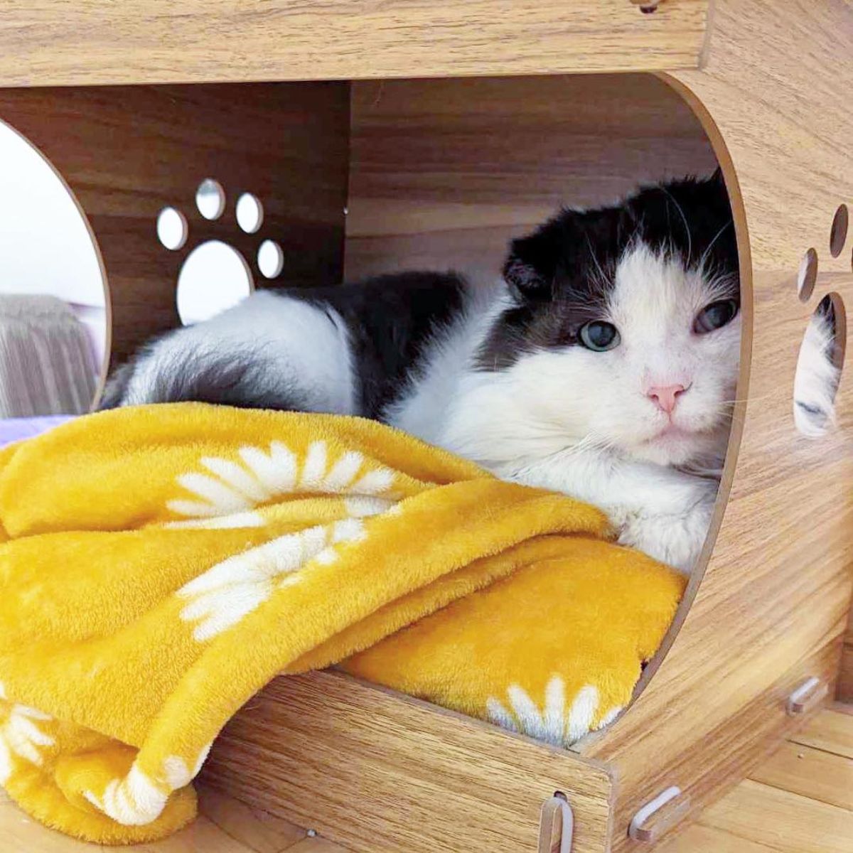 happy cat at her bed