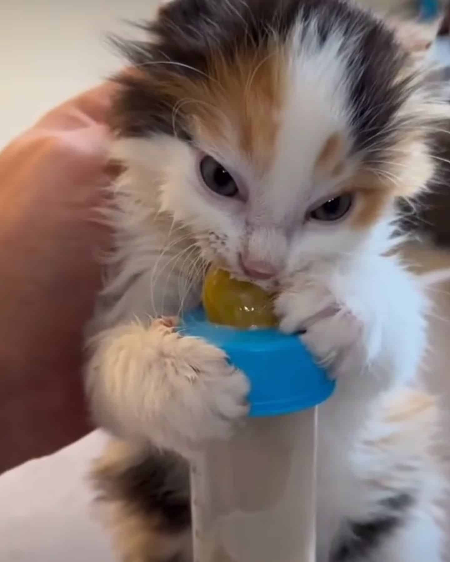 hungry kitten